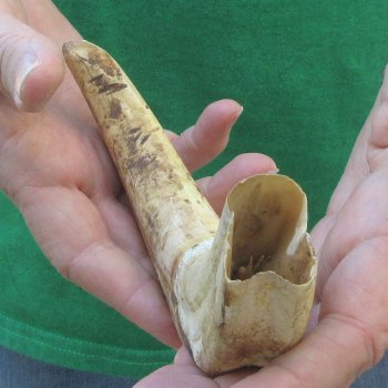 10" Ivory Tusk from African Warthog 