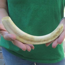 10" Ivory Tusk...