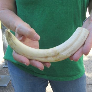 10" Ivory Tusk from African Warthog 
