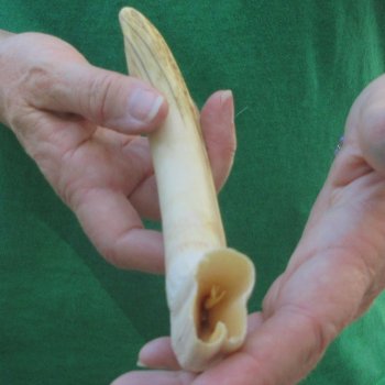 10" Ivory Tusk from African Warthog 