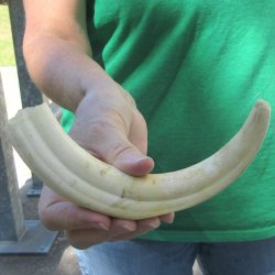 10" Ivory Tusk...