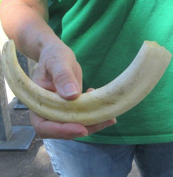 10" Ivory Tusk from African Warthog 