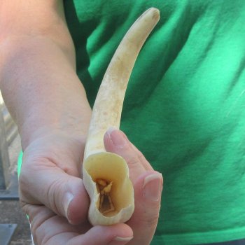 10" Ivory Tusk from African Warthog 