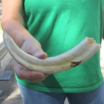 B-Grade 10" Ivory Tusk from African Warthog