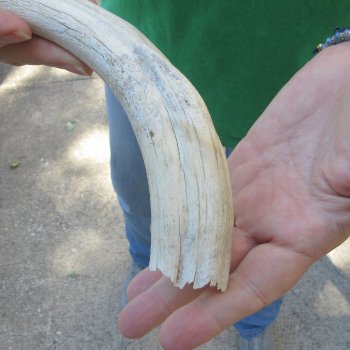 B-Grade 10" Ivory Tusk from African Warthog