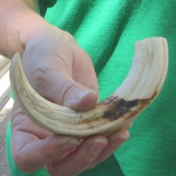 8" Ivory Tusk ...