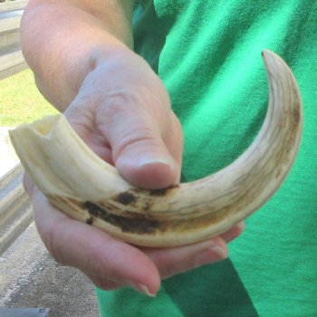 8" Ivory Tusk from African Warthog