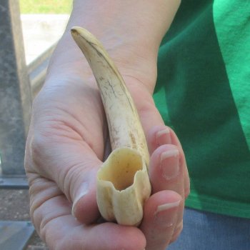 8" Ivory Tusk from African Warthog