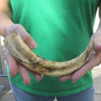 B-Grade 10" Ivory Tusk from African Warthog