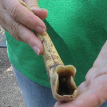 B-Grade 10" Ivory Tusk from African Warthog