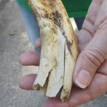 B-Grade 10" Ivory Tusk from African Warthog