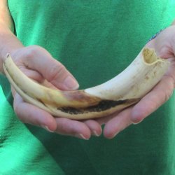 8" Ivory Tusk ...