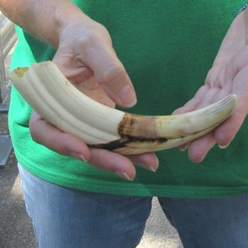 8" Ivory Tusk from African Warthog