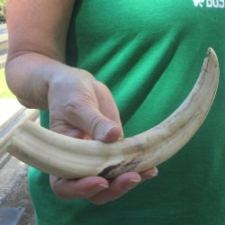 10" Ivory Tusk...