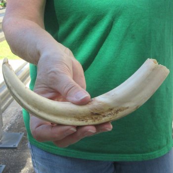 10" Ivory Tusk from African Warthog 