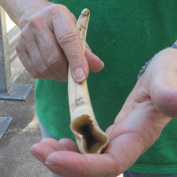 10" Ivory Tusk from African Warthog 