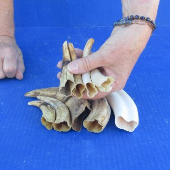 One pound Warthog Tusks approx. 4-6" 