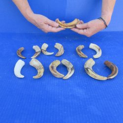 One pound Warthog Tusks approx. 4-6" 