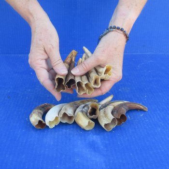 One pound Warthog Tusks approx. 4-6" 