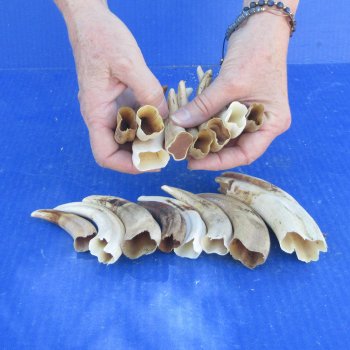 One pound Warthog Tusks approx. 4-6" 