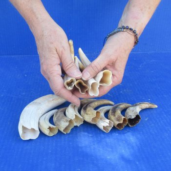 One pound Warthog Tusks approx. 4-6" 