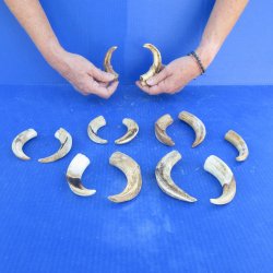 One pound Warthog Tusks approx. 4-6" 