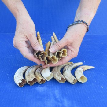 One pound Warthog Tusks approx. 4-6" 