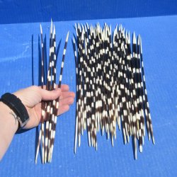 Fifty Thin African Porcupine Quills 12" to 14"