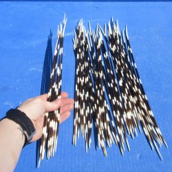 Fifty Thin African Porcupine Quills 12" to 14"