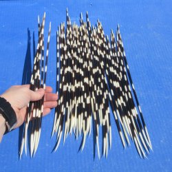 Fifty Thin African Porcupine Quills 12" to 14"