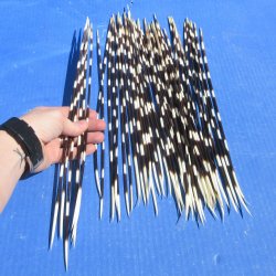 Fifty Thin African Porcupine Quills 12" to 14"