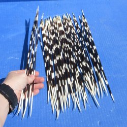 Fifty Thin African Porcupine Quills 12" to 14"