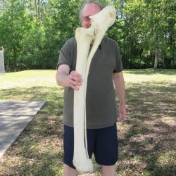 38" Giraffe Ra...