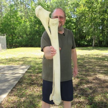 38" Giraffe Radius Leg Bone 