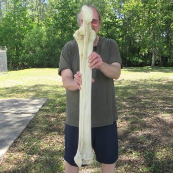 38" Giraffe Radius Leg Bone 