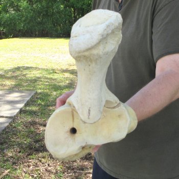 38" Giraffe Radius Leg Bone 