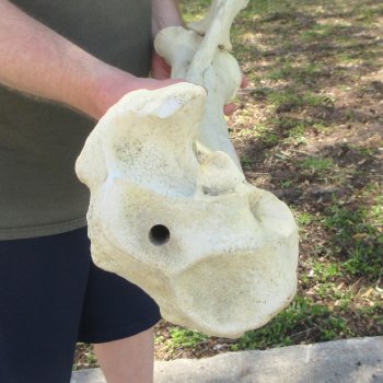 38" Giraffe Radius Leg Bone 