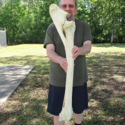 39" Giraffe Ra...