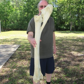 39" Giraffe Radius Leg Bone 