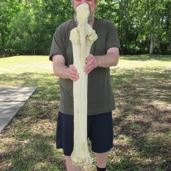 39" Giraffe Radius Leg Bone 