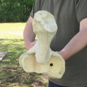 39" Giraffe Radius Leg Bone 