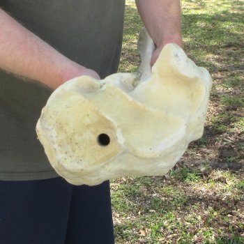 39" Giraffe Radius Leg Bone 