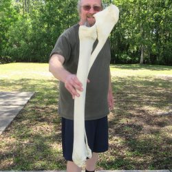34-1/2" Giraff...