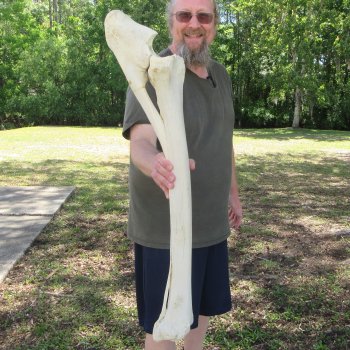34-1/2" Giraffe Radius Leg Bone 