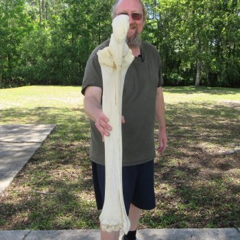 34-1/2" Giraffe Radius Leg Bone 