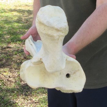 34-1/2" Giraffe Radius Leg Bone 
