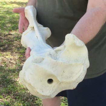 34-1/2" Giraffe Radius Leg Bone 