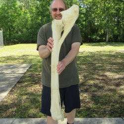 39" Giraffe Ra...