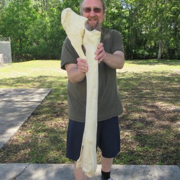 39" Giraffe Radius Leg Bone 