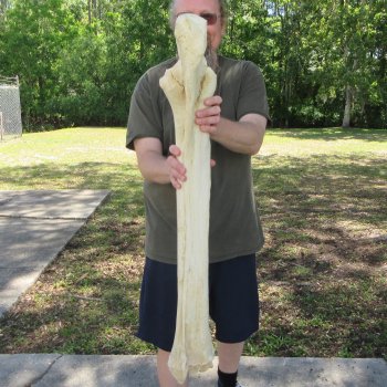 39" Giraffe Radius Leg Bone 